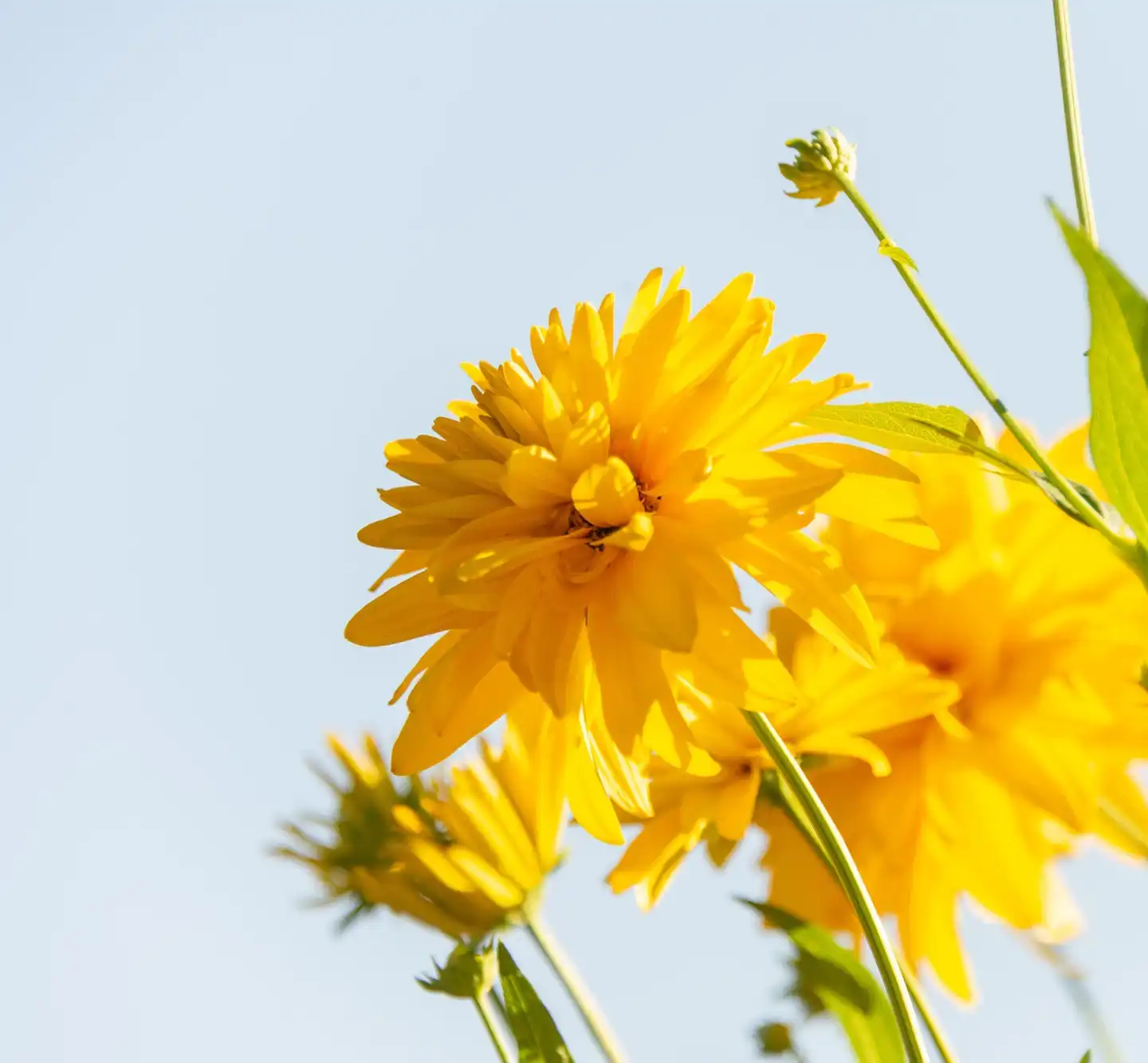 Can Wild Chrysanthemum Extract Help with Headaches?